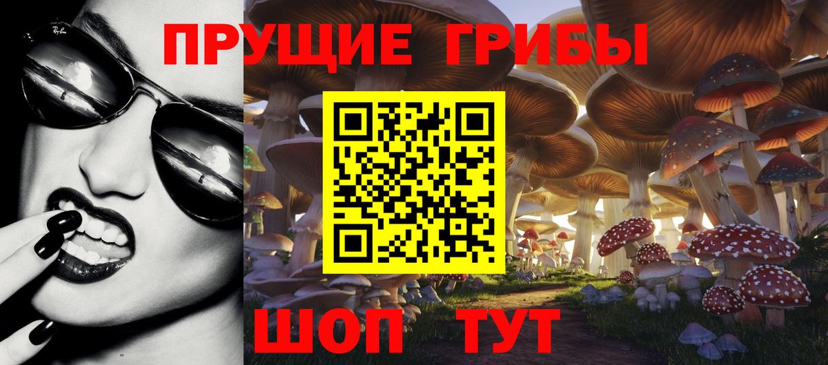 Галлюциногенные грибы Psilocybe Курганинск